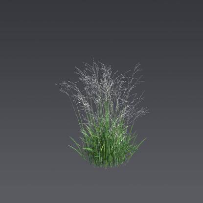Siberian melic 'Alba' 4