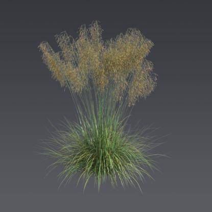 Stipa feather grass 1