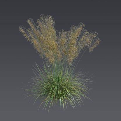 Stipa feather grass 2