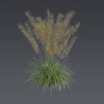 Stipa feather grass 3