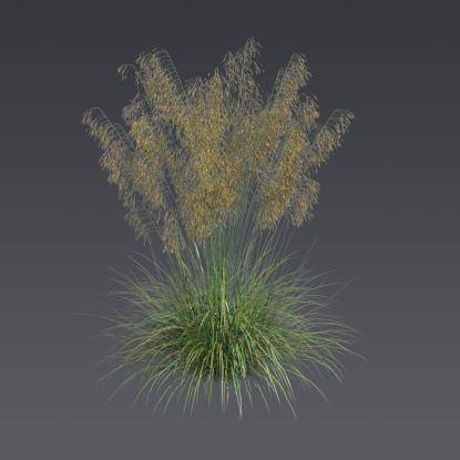 Stipa feather grass 5