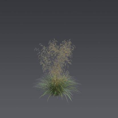 Tufted hairgrass 1