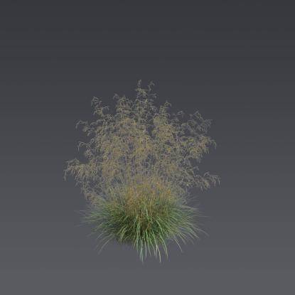 Tufted hairgrass 2