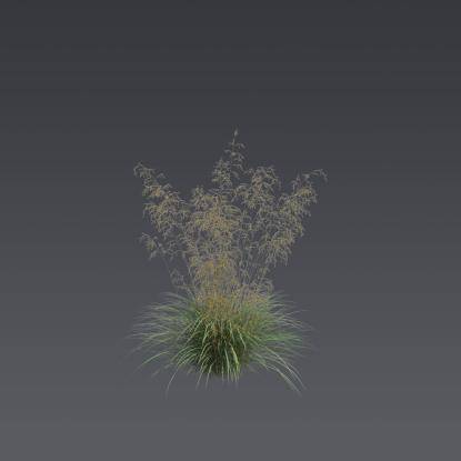 Tufted hairgrass 3