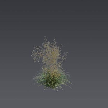 Tufted hairgrass 4