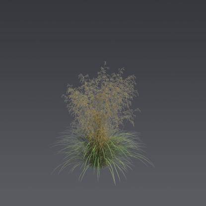 Tufted hairgrass 5