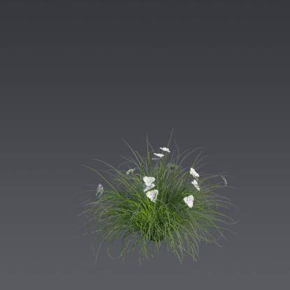 African Iris 4