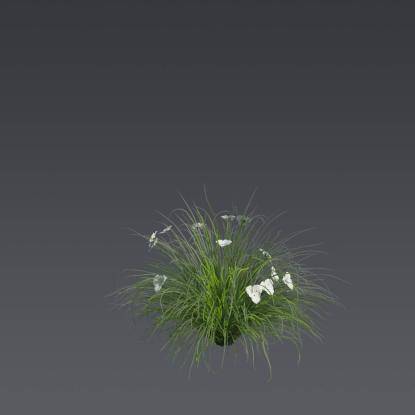 African Iris 5