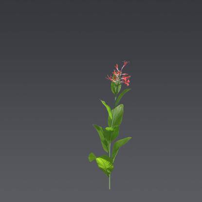 Canna Tuerckheimii 1