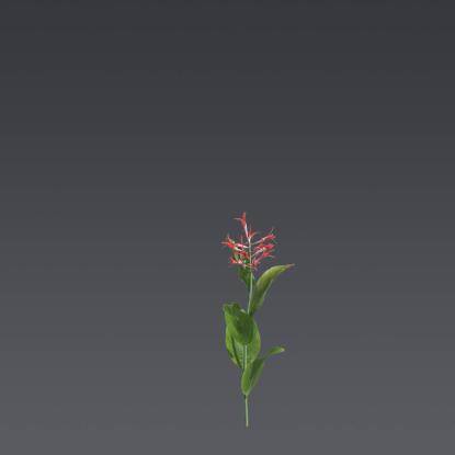 Canna Tuerckheimii 3