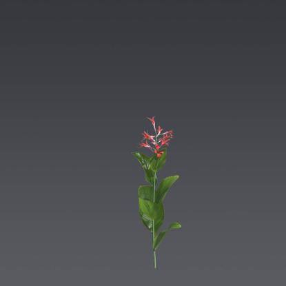 Canna Tuerckheimii 4