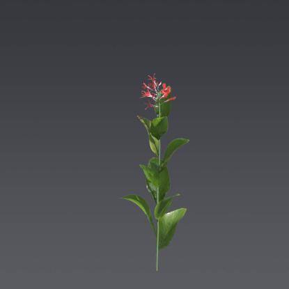 Canna Tuerckheimii 5