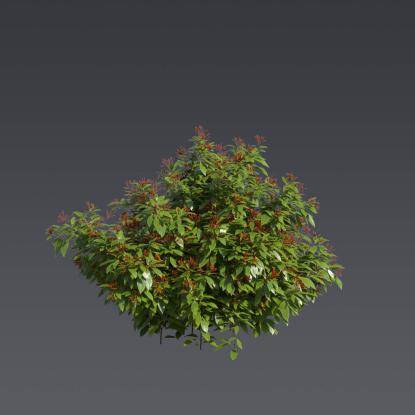 Firebush 1