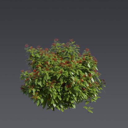 Firebush 2