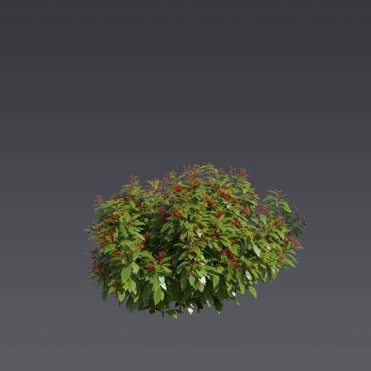 Firebush 3