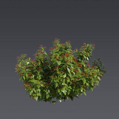 Firebush 4