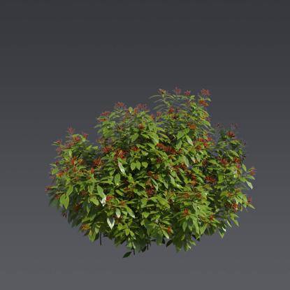 Firebush 5