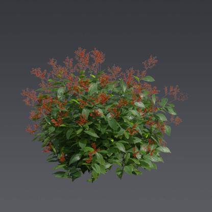 Firespike Plant 4
