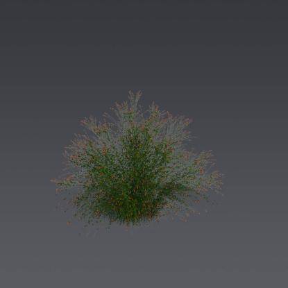 Fountainbush 1