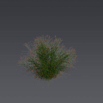 Fountainbush 2