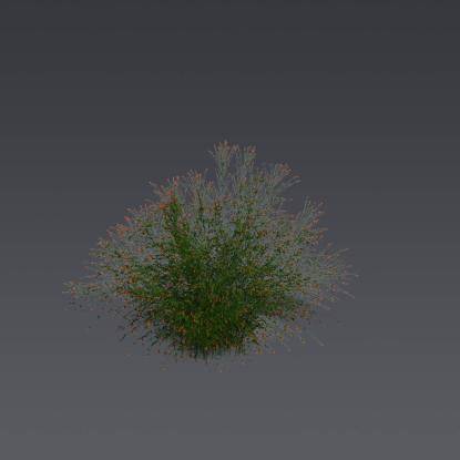 Fountainbush 3