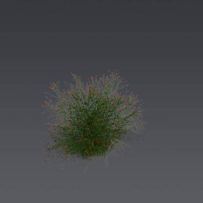 Fountainbush 4