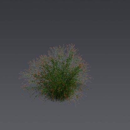 Fountainbush 5