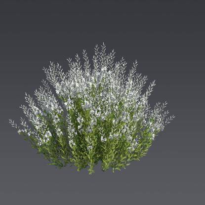 Lindheimer's Beeblossom 1