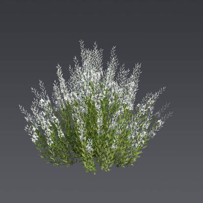 Lindheimer's Beeblossom 2