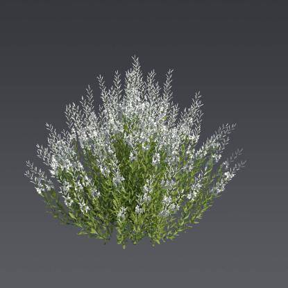 Lindheimer's Beeblossom 3