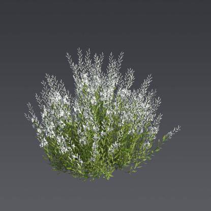 Lindheimer's Beeblossom 4