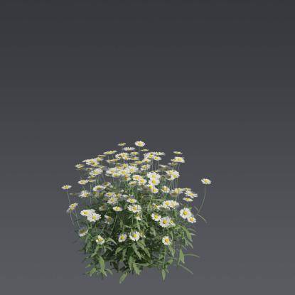 Max Chrysanthemum 1
