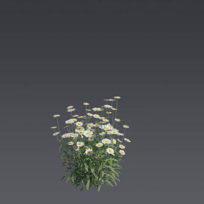 Max Chrysanthemum 2