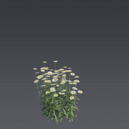 Max Chrysanthemum 3