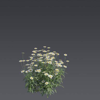 Max Chrysanthemum 4
