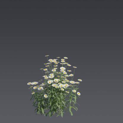 Max Chrysanthemum 5