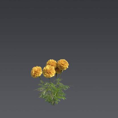 Mexican Marygold 1