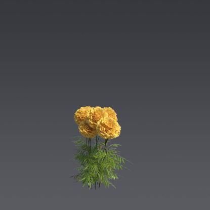Mexican Marygold 2
