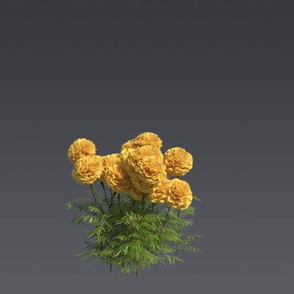 Mexican Marygold 3