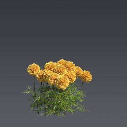 Mexican Marygold 4