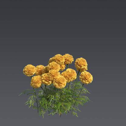 Mexican Marygold 5