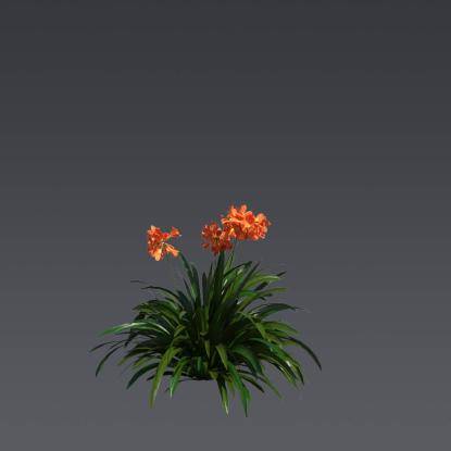 Natal Lily 1