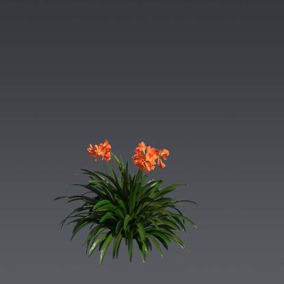 Natal Lily 2