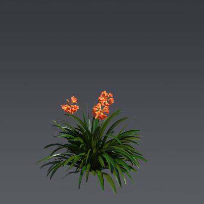 Natal Lily 3