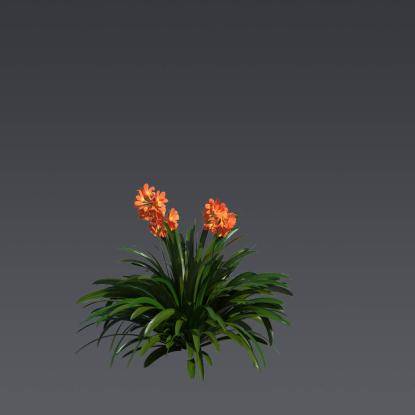Natal Lily 4
