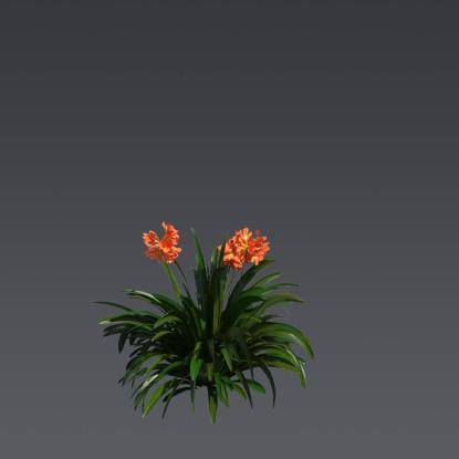 Natal Lily 5