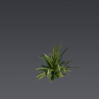 Nippon Lily 1