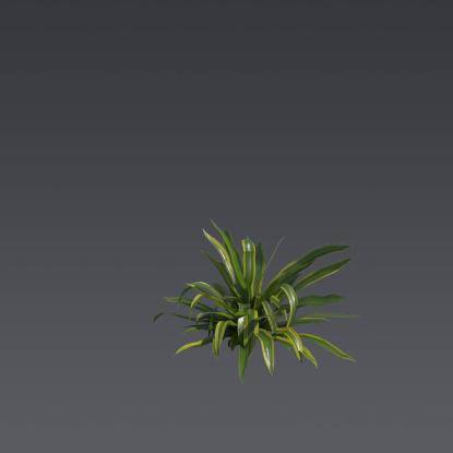 Nippon Lily 2