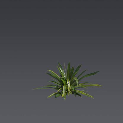 Nippon Lily 3