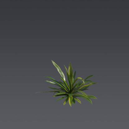 Nippon Lily 4